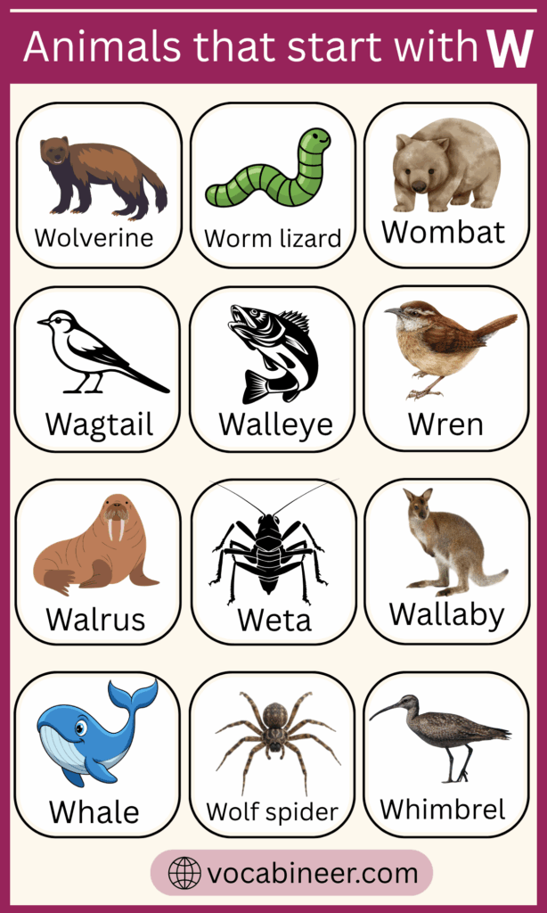 25 Common Animals That Start with W in English