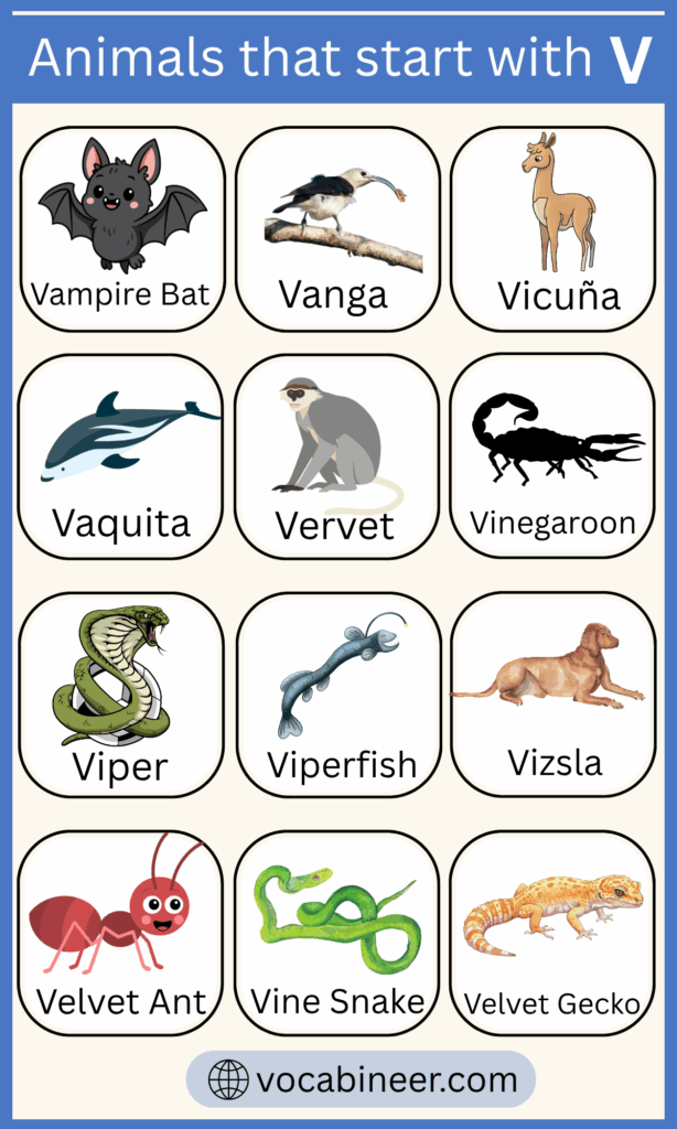 28 Names of Animals Starting with V in English