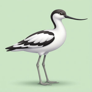 Avocet
