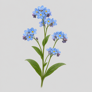 Forget-Me-Not