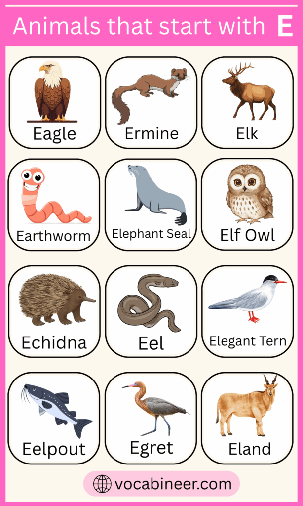 List of 200+ Animals That Begin with E with Pictures