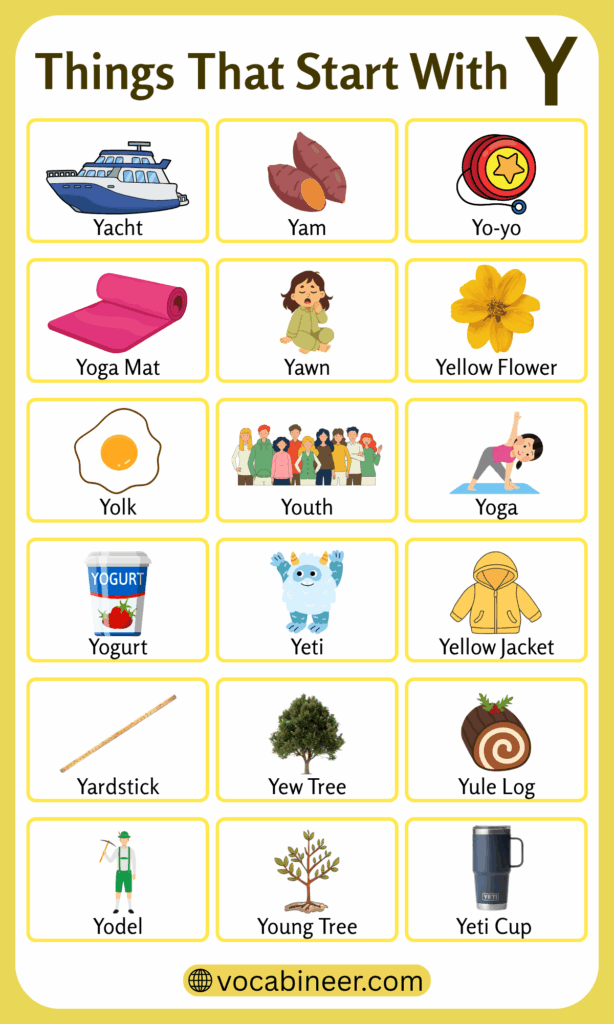Things That Start with Y | 110 Y Words in English with Pictures