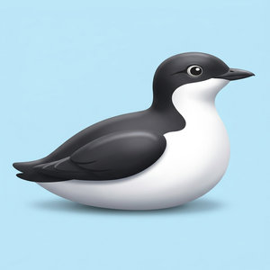 Xantus’s Murrelet