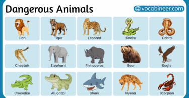 Dangerous Animals Names in English with Pictures