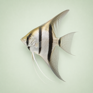 Angelfish