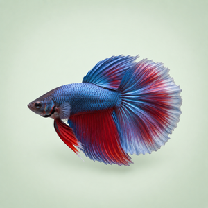 Betta Fish