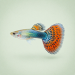 100 Different Types Of Fish Names A Z With Their Pictures