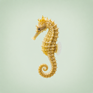 Seahorse