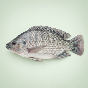 Tilapia