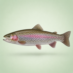 Trout