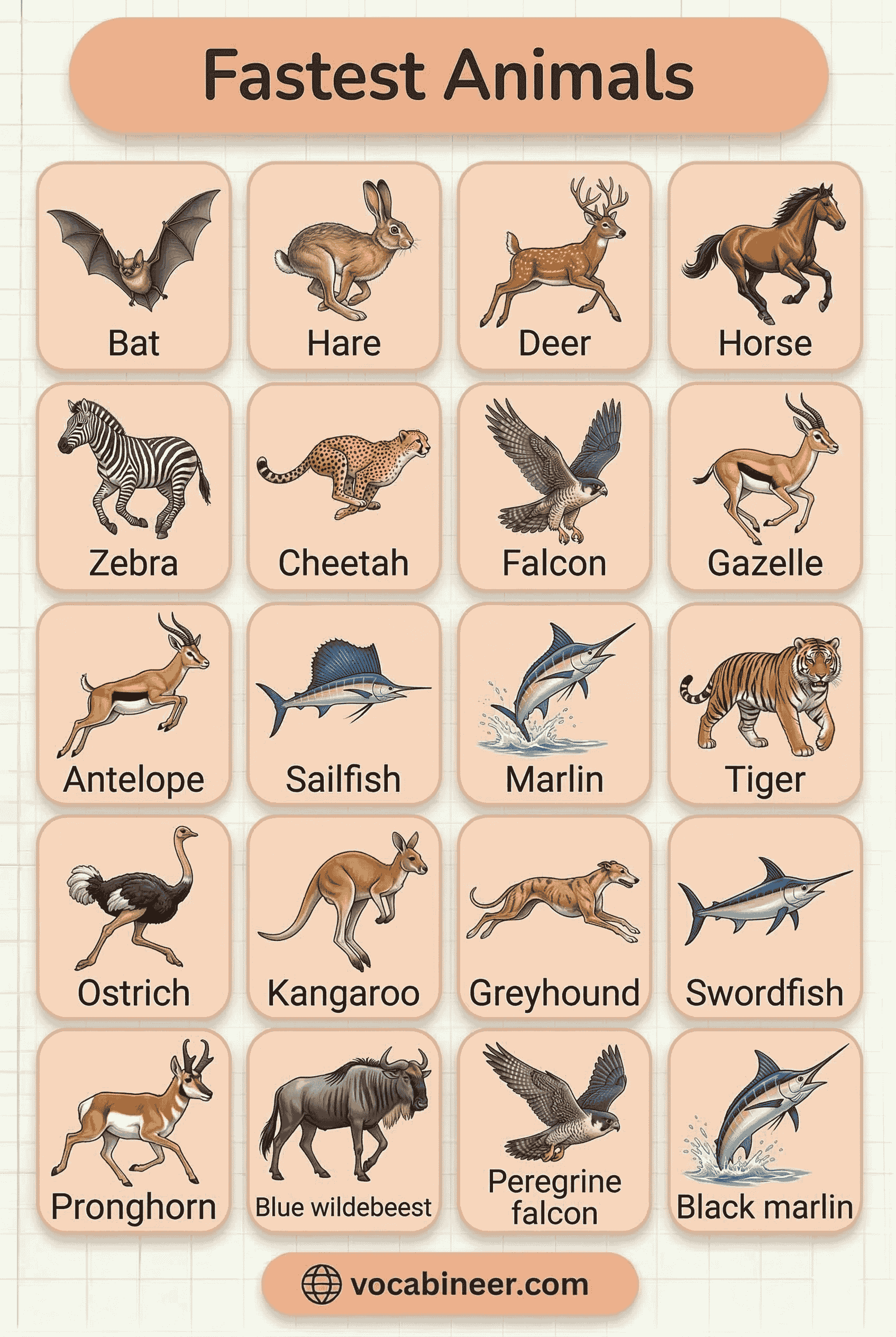 40+ Fastest Animals Names in English With Pictures including cheetah, peregrine falcon, horse, dolphin, shark, and sailfish