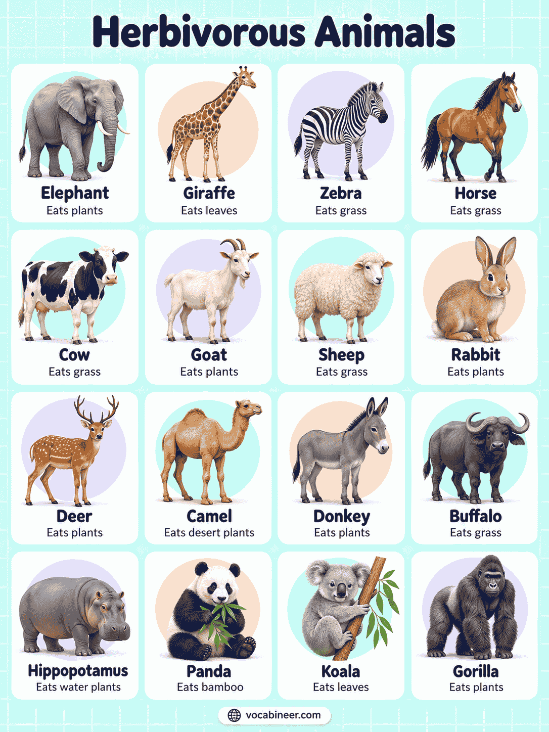 Common Herbivorous Animals Names With Pictures