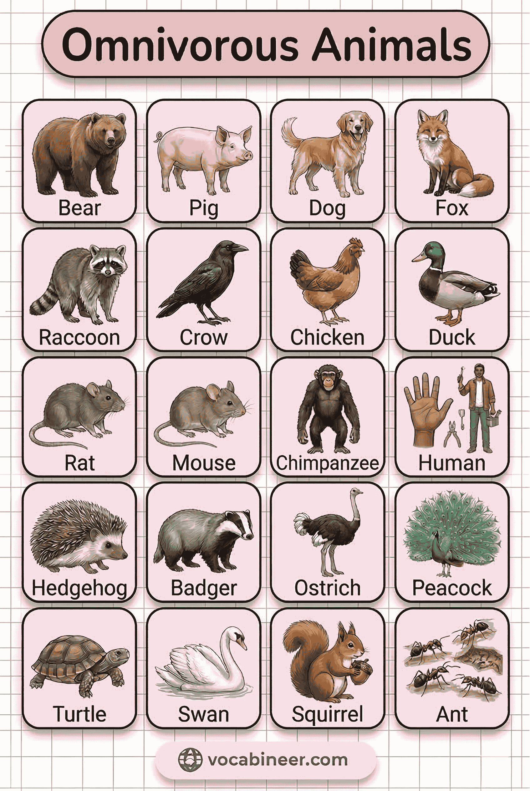 Complete list of omnivorous animals with pictures showing mammals, birds, reptiles, fish, and insects