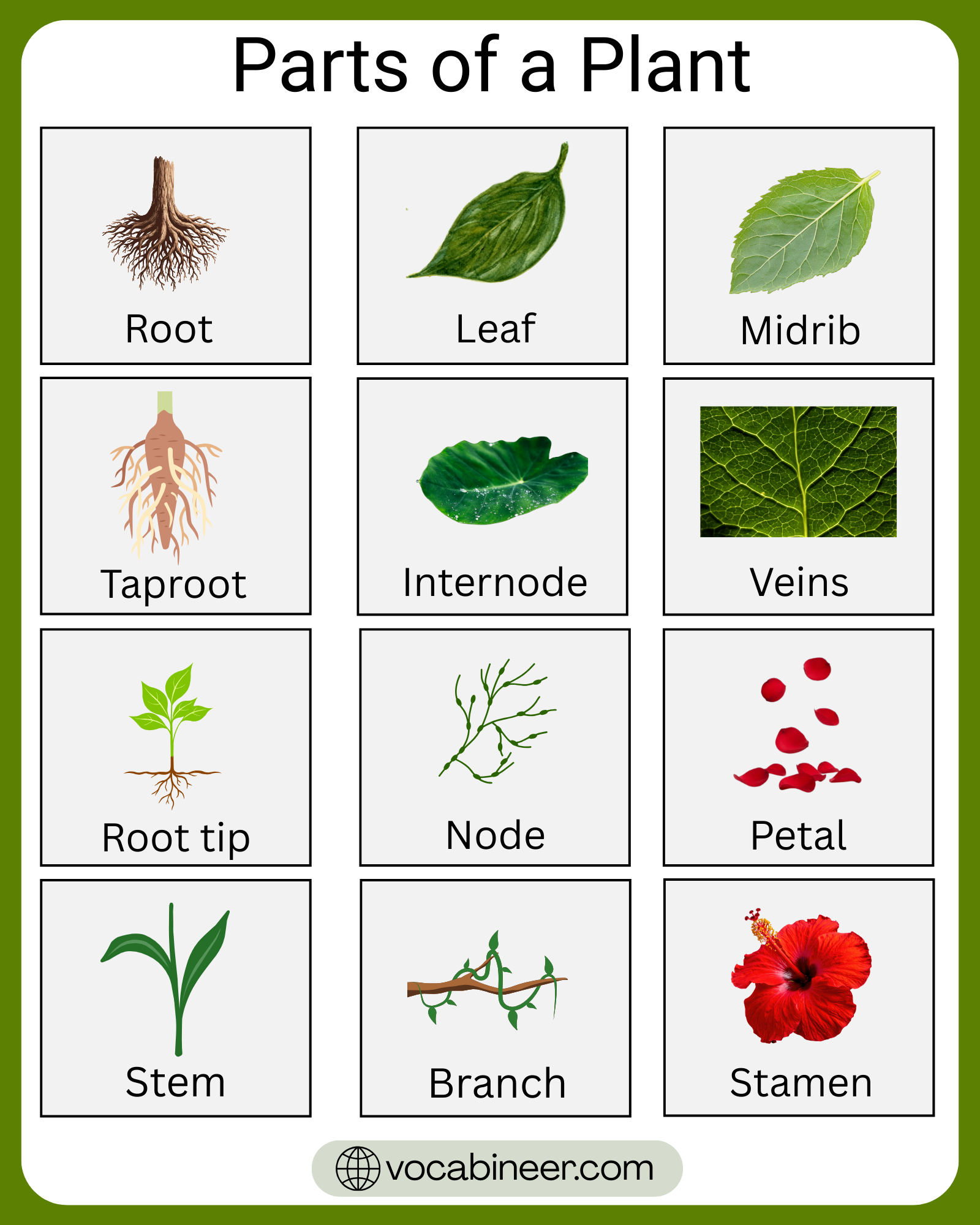 Parts Of a Plant: 30 Names With Functions and Pictures