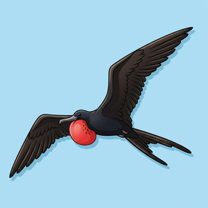 Frigatebird 