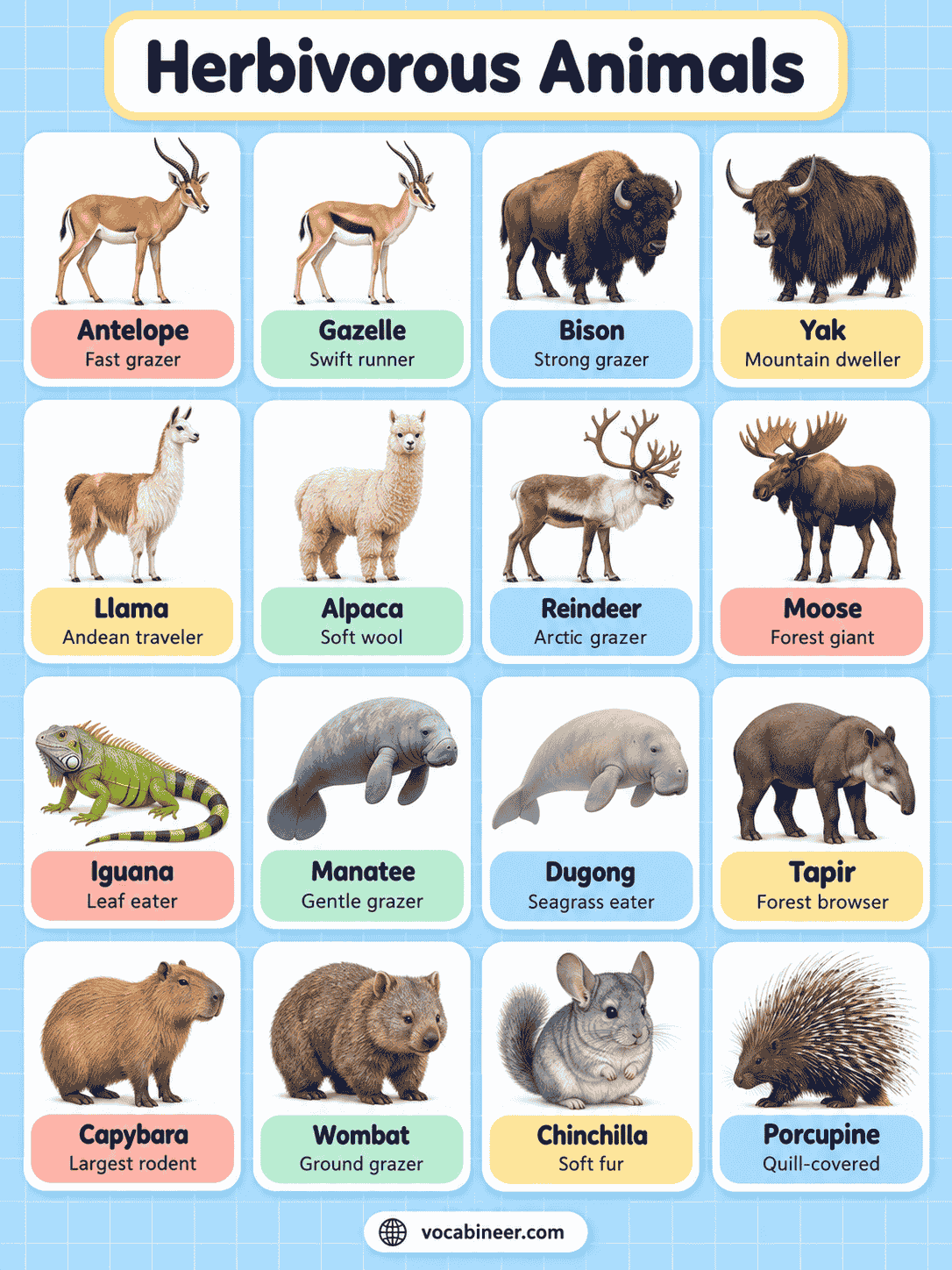 Herbivores Names in English With Pictures