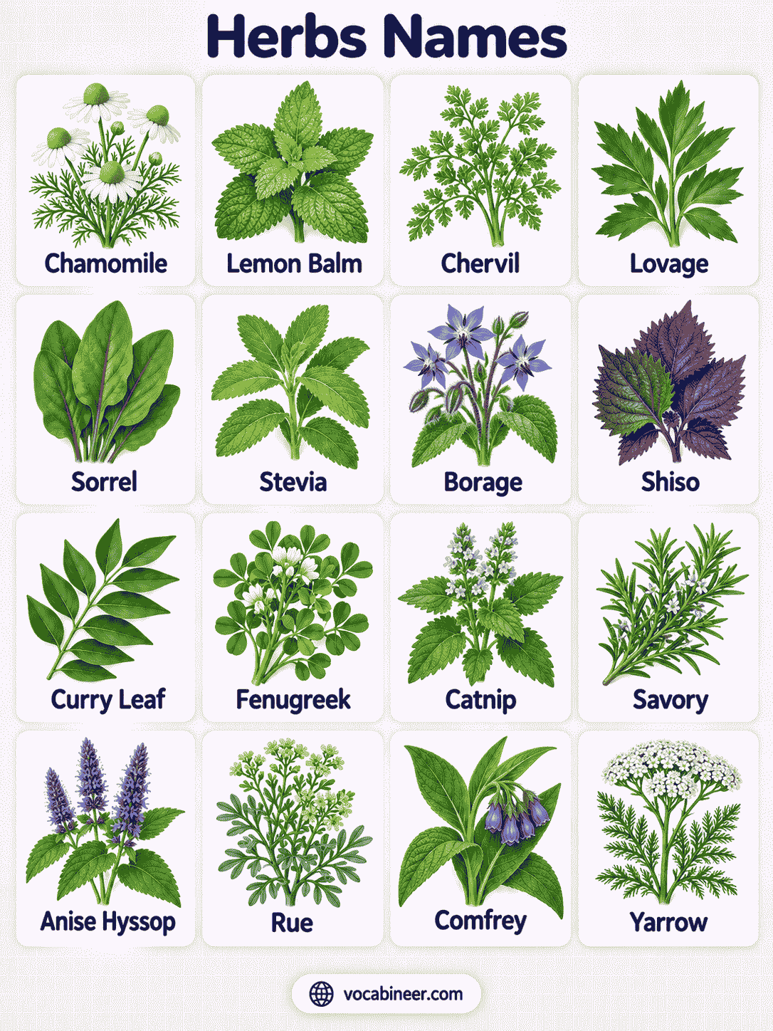 Herbs Names List with Pictures and Uses