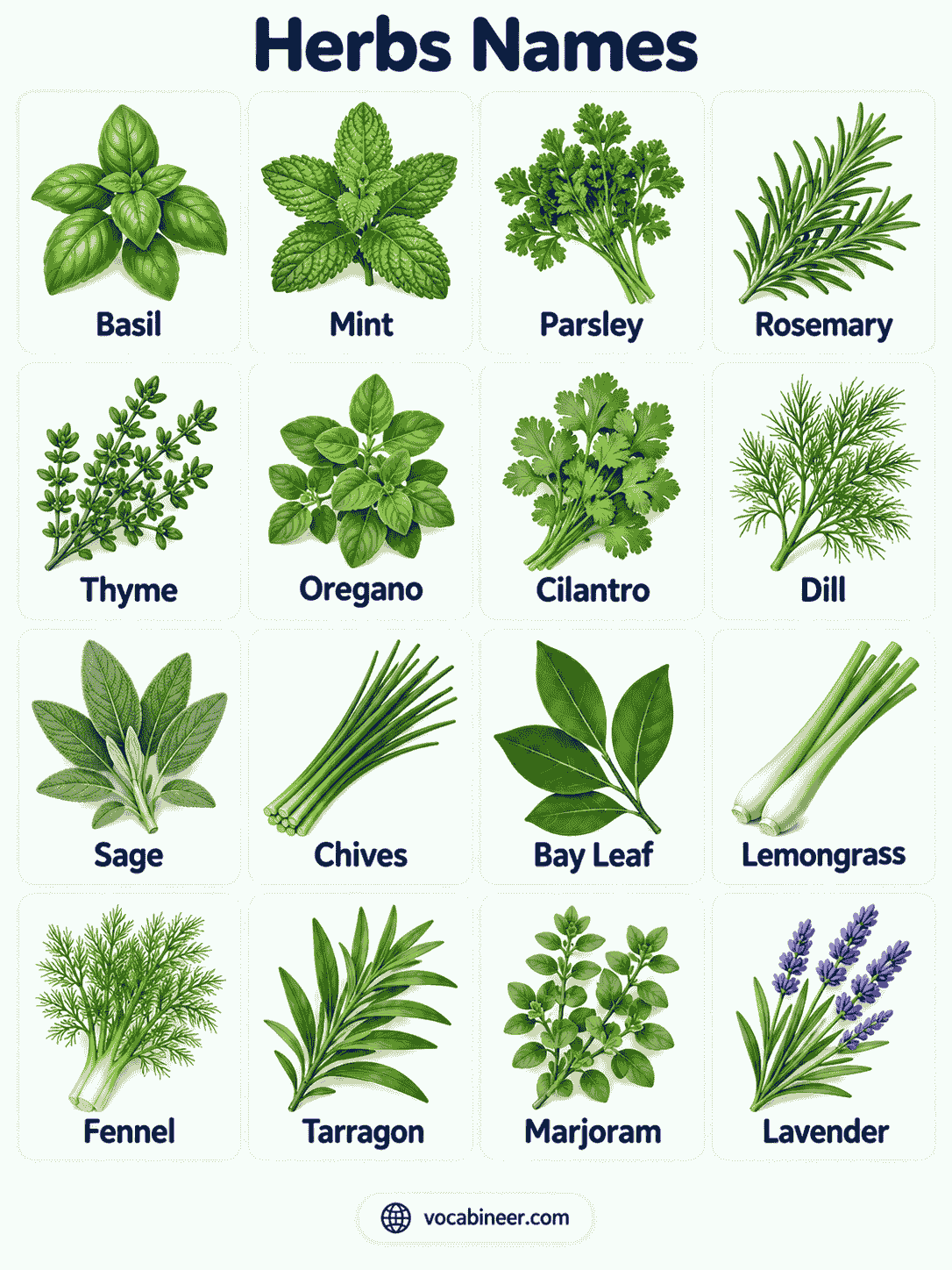 Herbs Names in English with Pictures