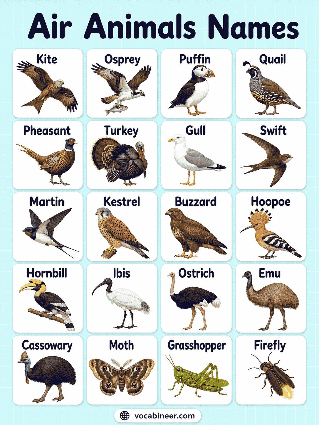 Learn Air Animals Names in English With Pictures