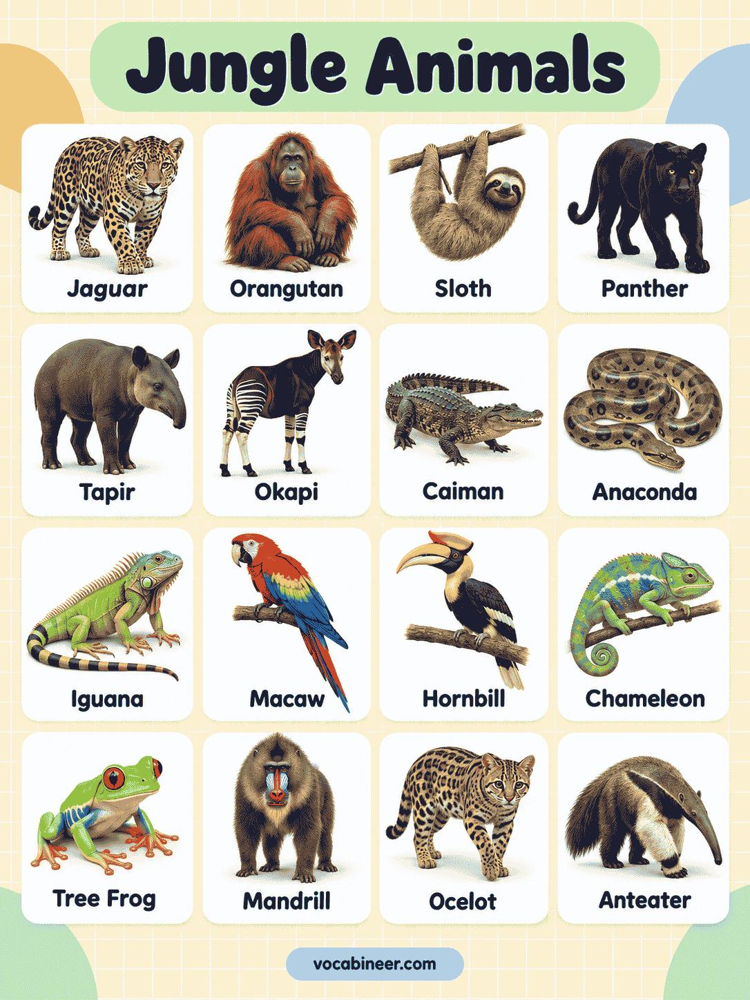 Popular Jungle Animals Names With Pictures