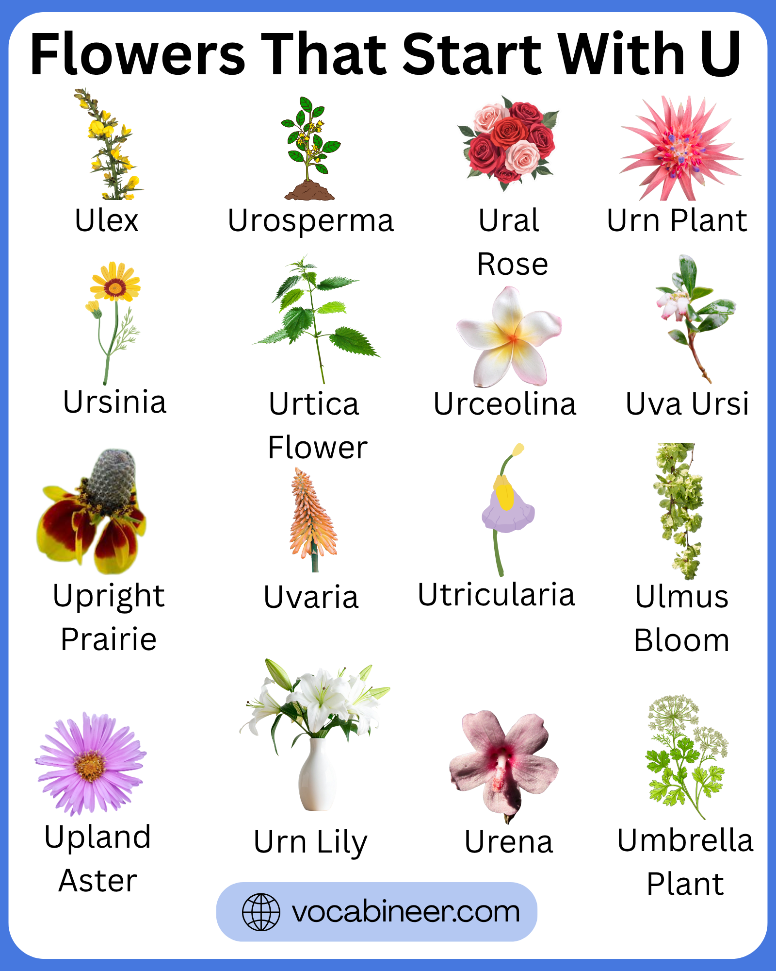 34 flower names that start with U with pictures in a visual guide