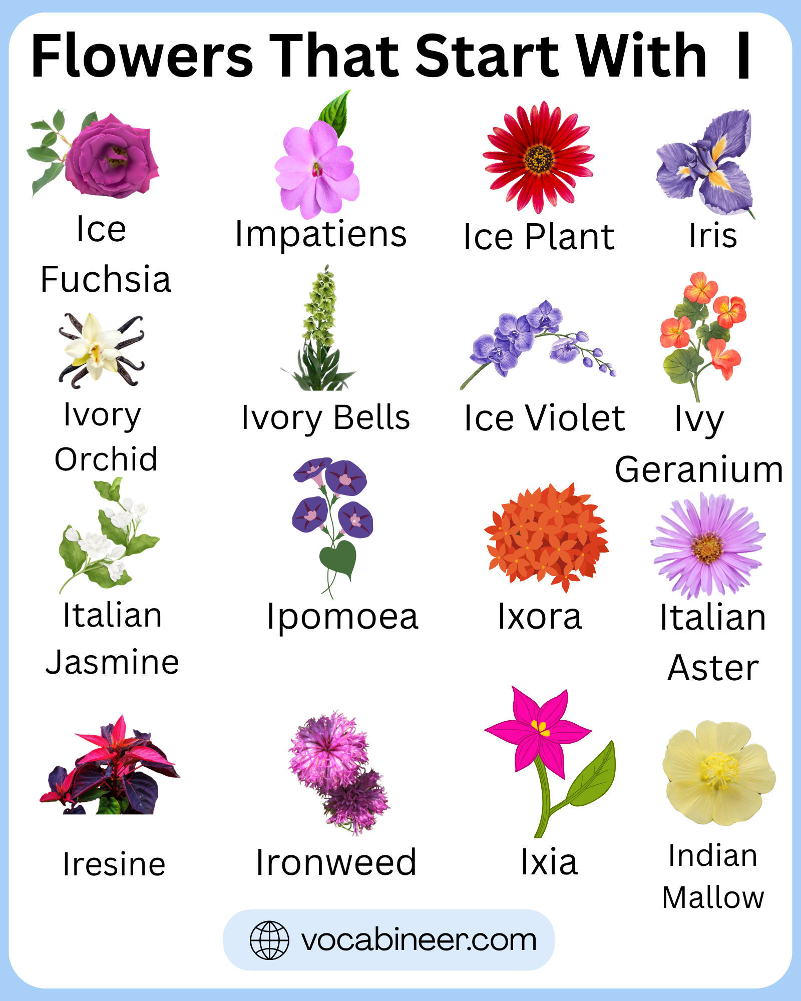 35 flower names that start with I in a full list with pictures in a clear visual flower guide
