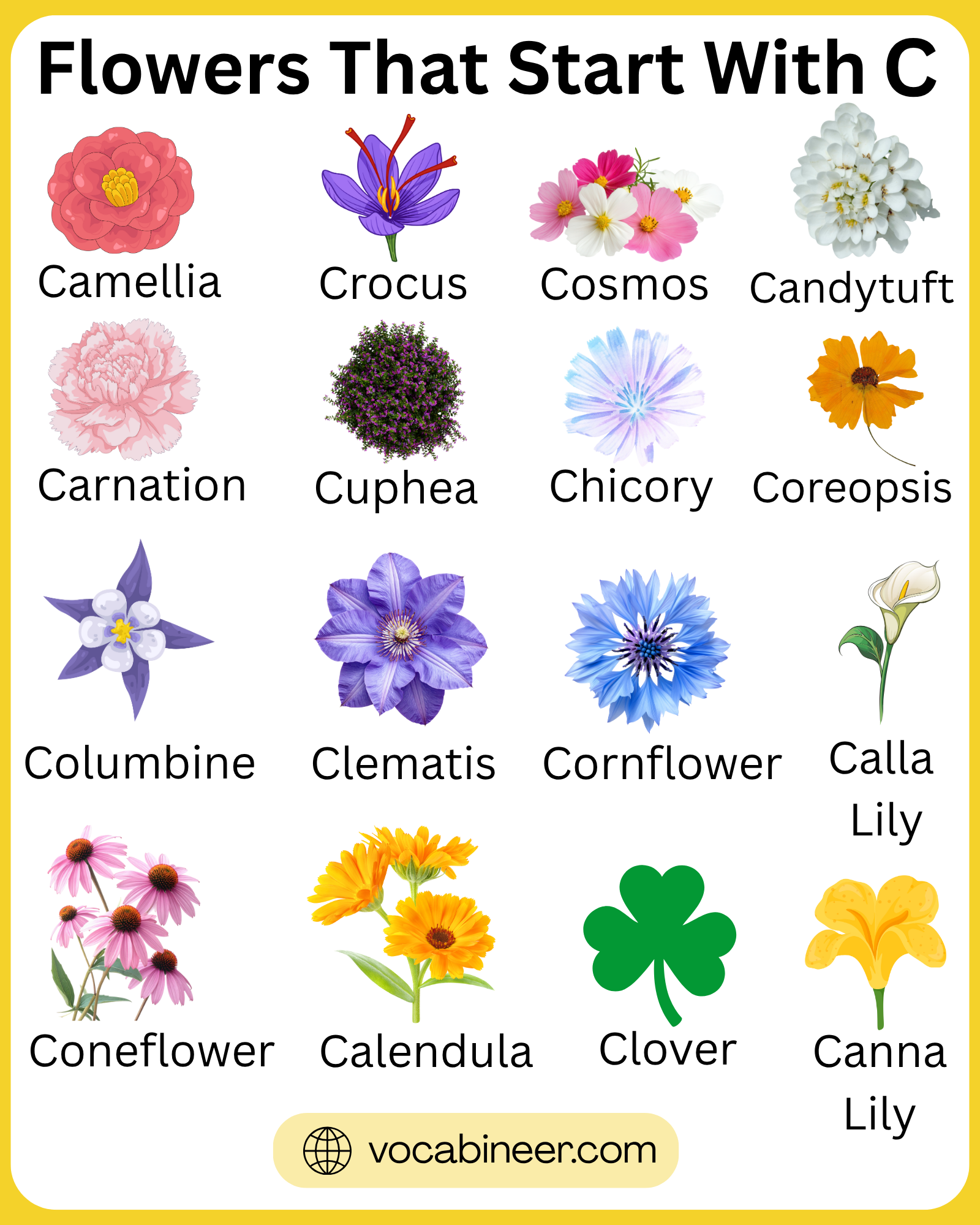 40+ Flowers That Start With C: Full List of Names and Pictures