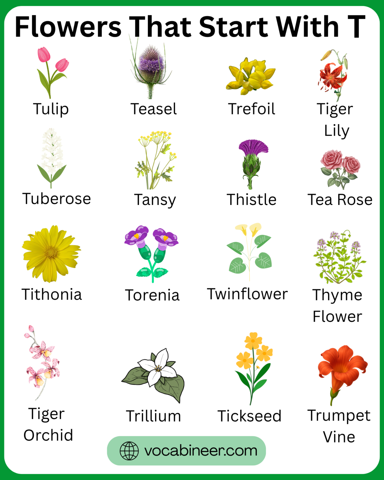 42 Lovely Flowers That Start With T With Pictures 42-lovely-flowers-that-start-with-t-with-pictures