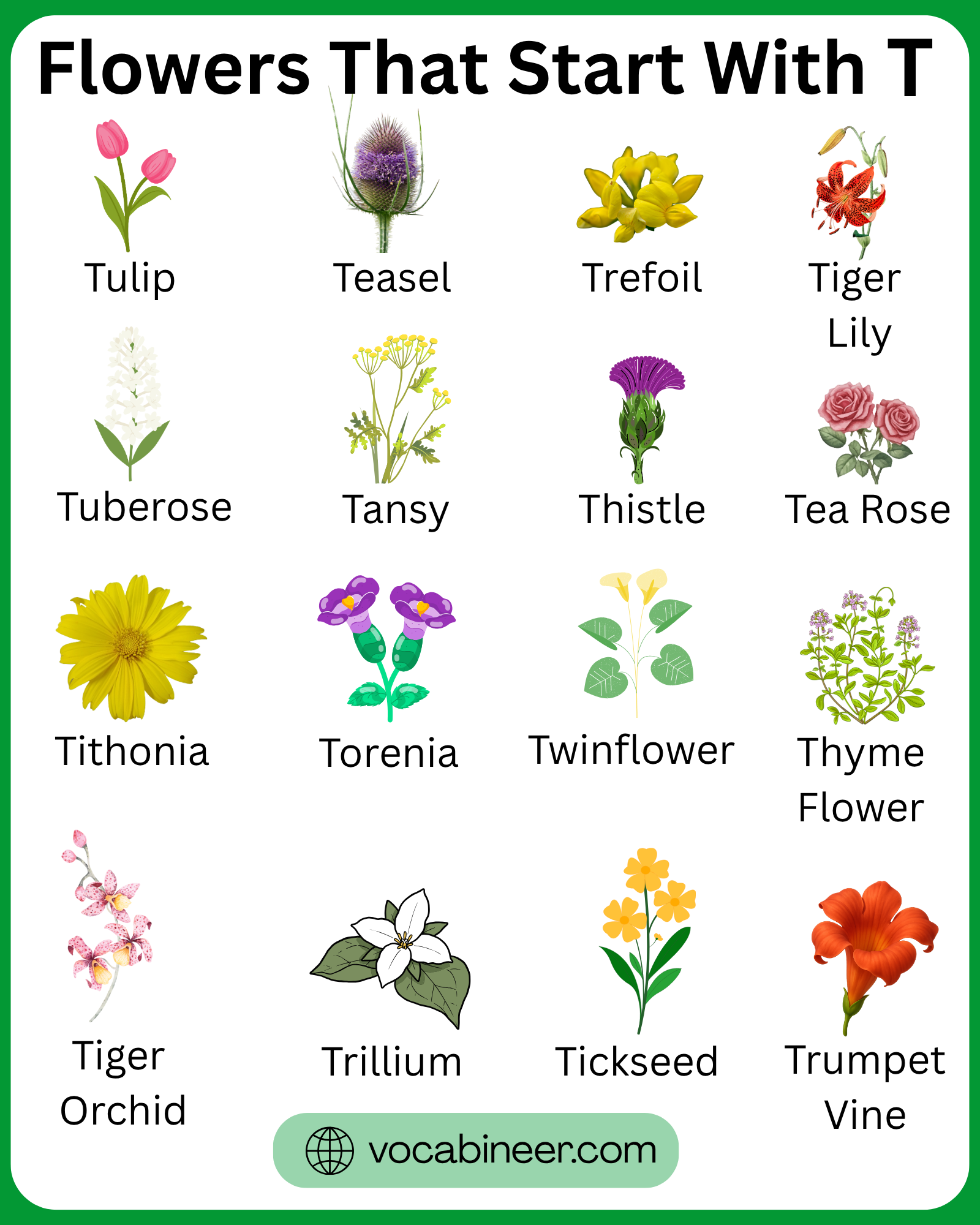 42 lovely flowers that start with T with pictures in a visual guide