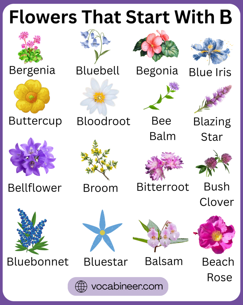 A full visual list of 50+ flower names that start with B with pictures for flower lovers and learners