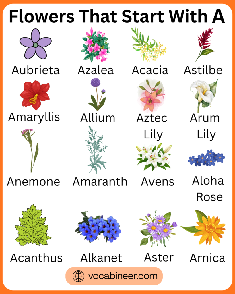 Flowers that start with A in a full list with names and pictures