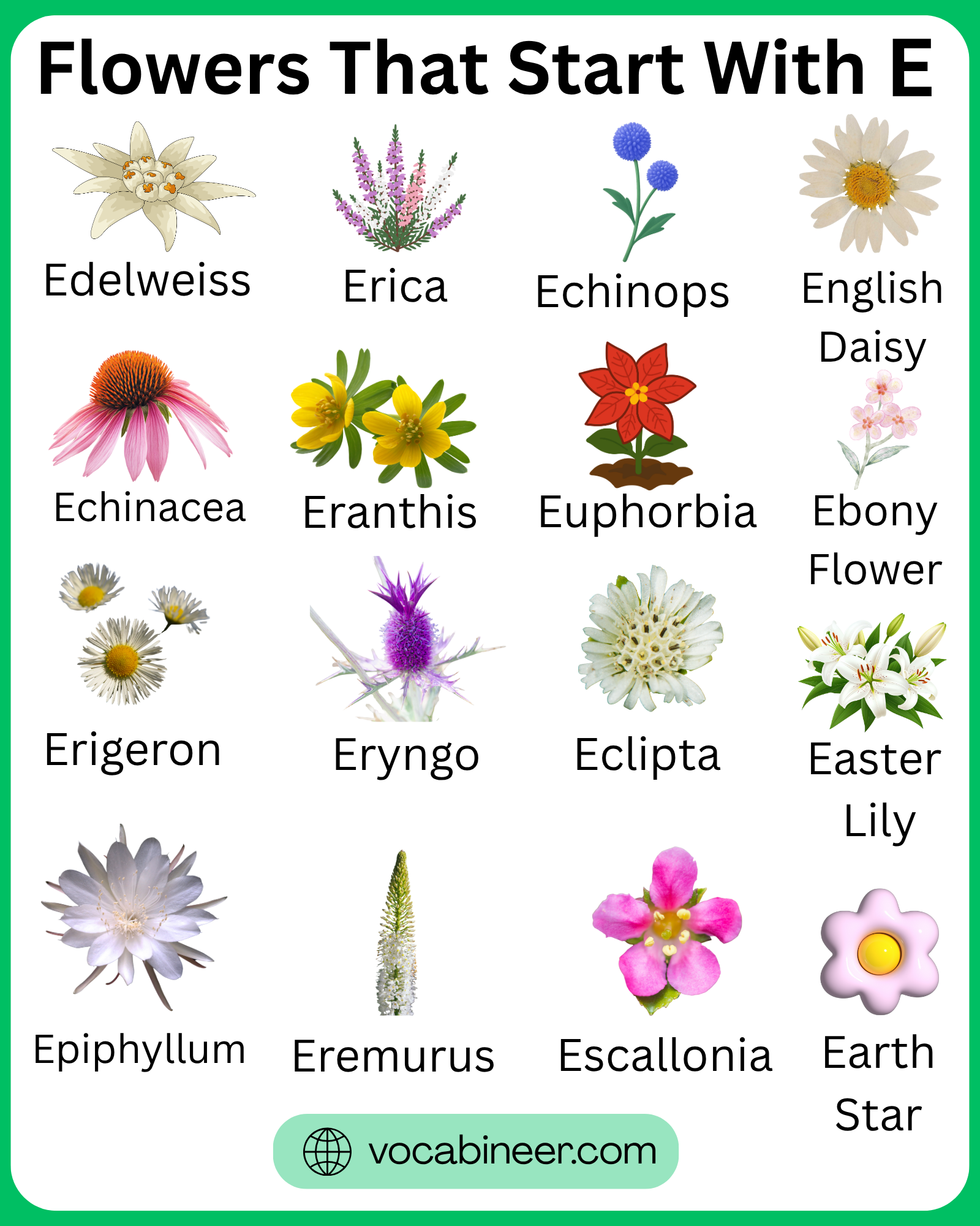 Flowers that start with E with 40+ beautiful names and pictures in a clear visual flower guide