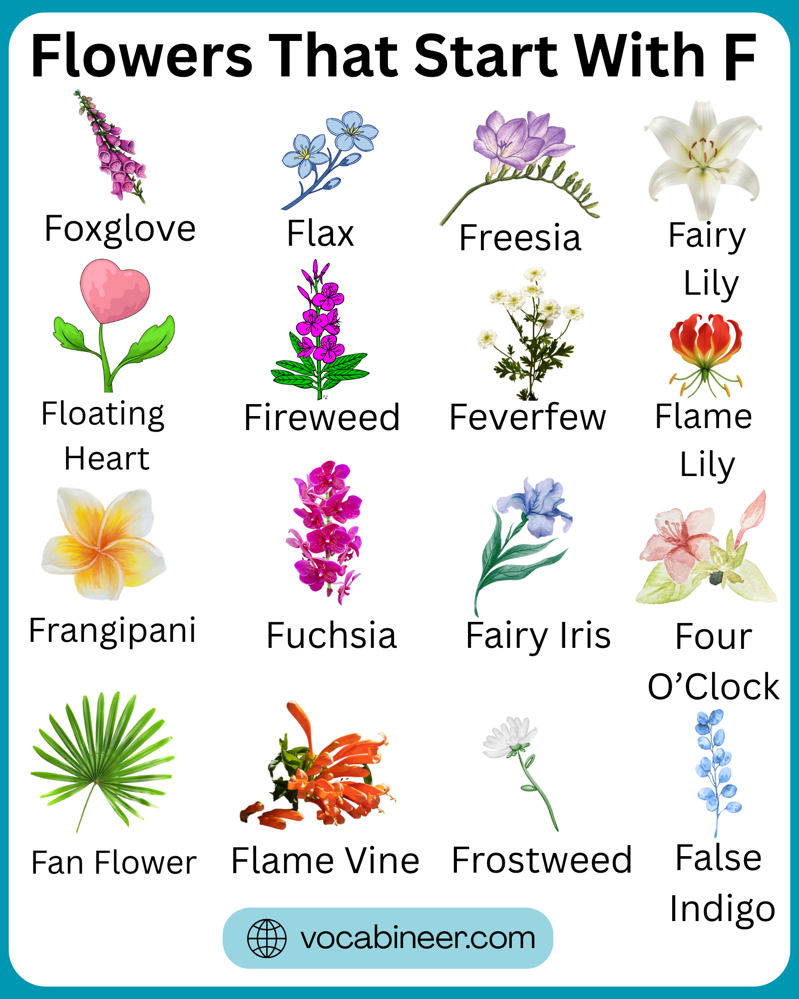 Flowers that start with F with 40+ beautiful names and pictures in a clear visual flower guide