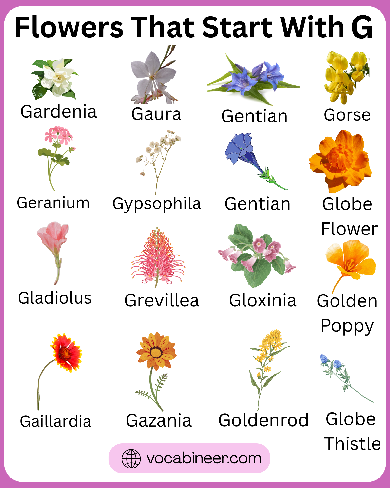 Flowers that start with G with 42+ gorgeous names and pictures in a clear visual flower guide