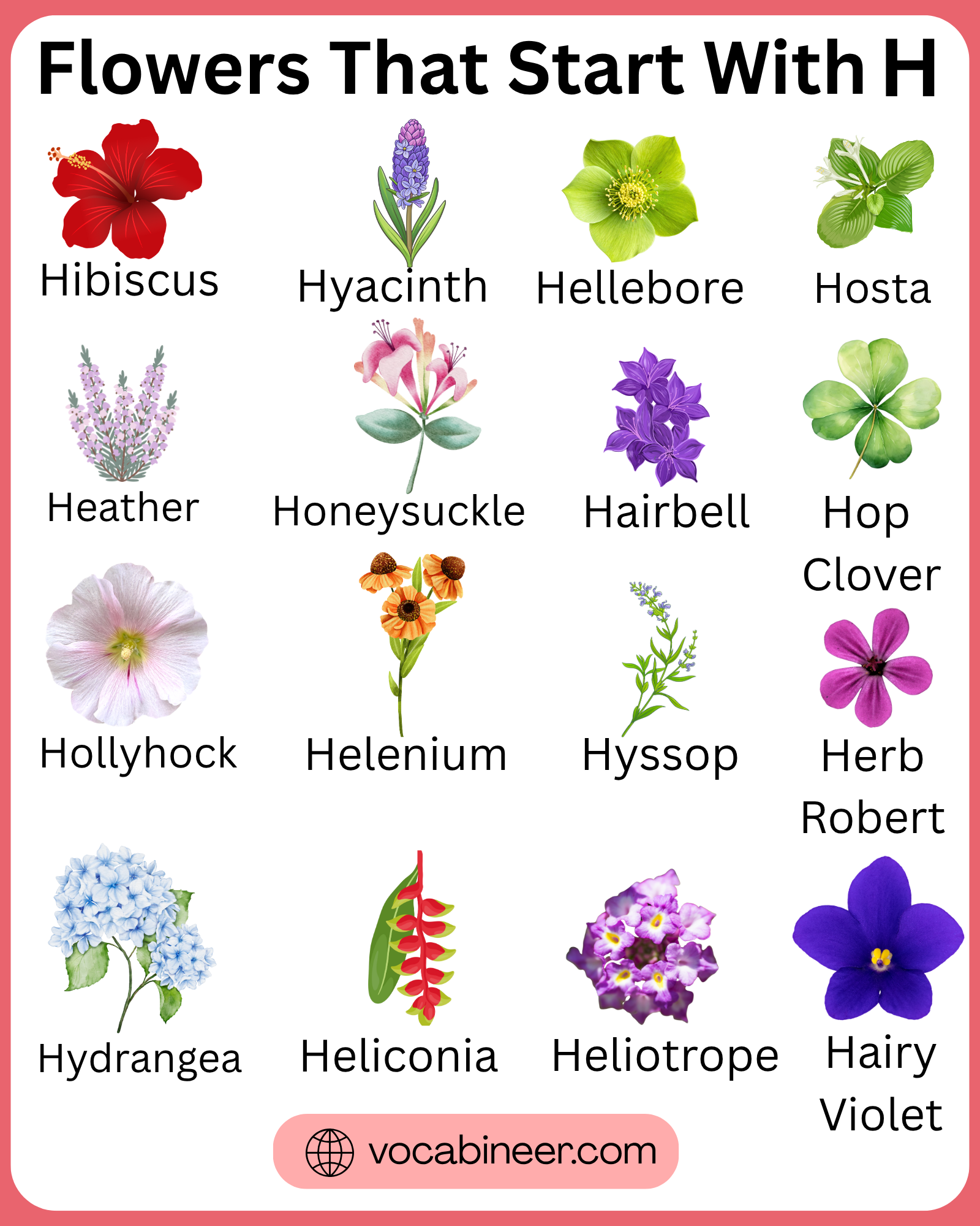 Flowers that start with H in a full list with names and pictures in a clear visual flower guide