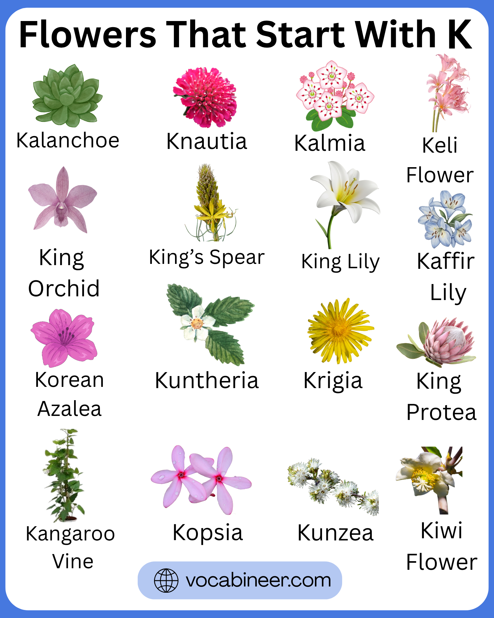 Flowers that start with K with 45 beautiful names and pictures in a clear visual flower guide