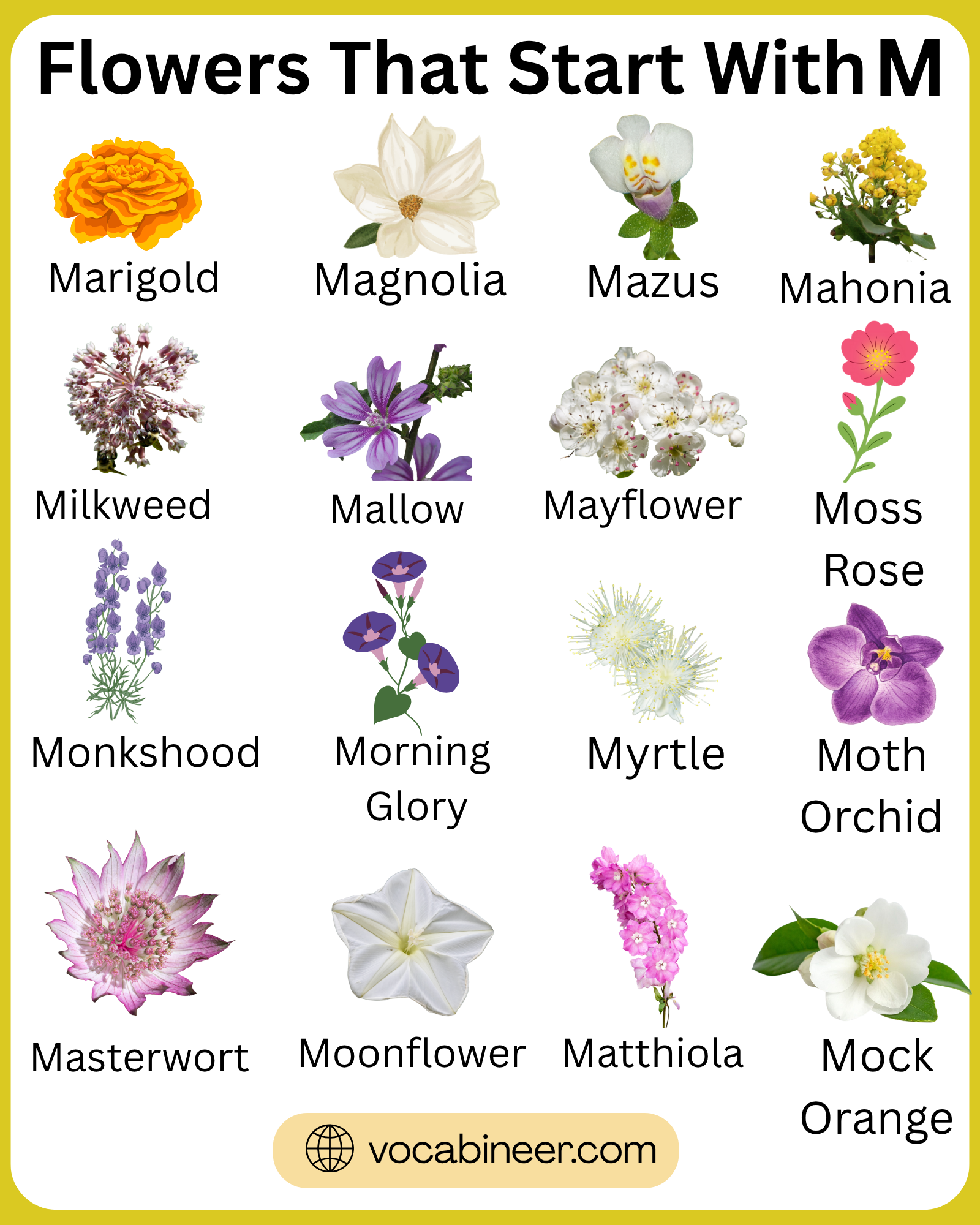 Flowers that start with M featuring popular flower names and pictures in a visual guide