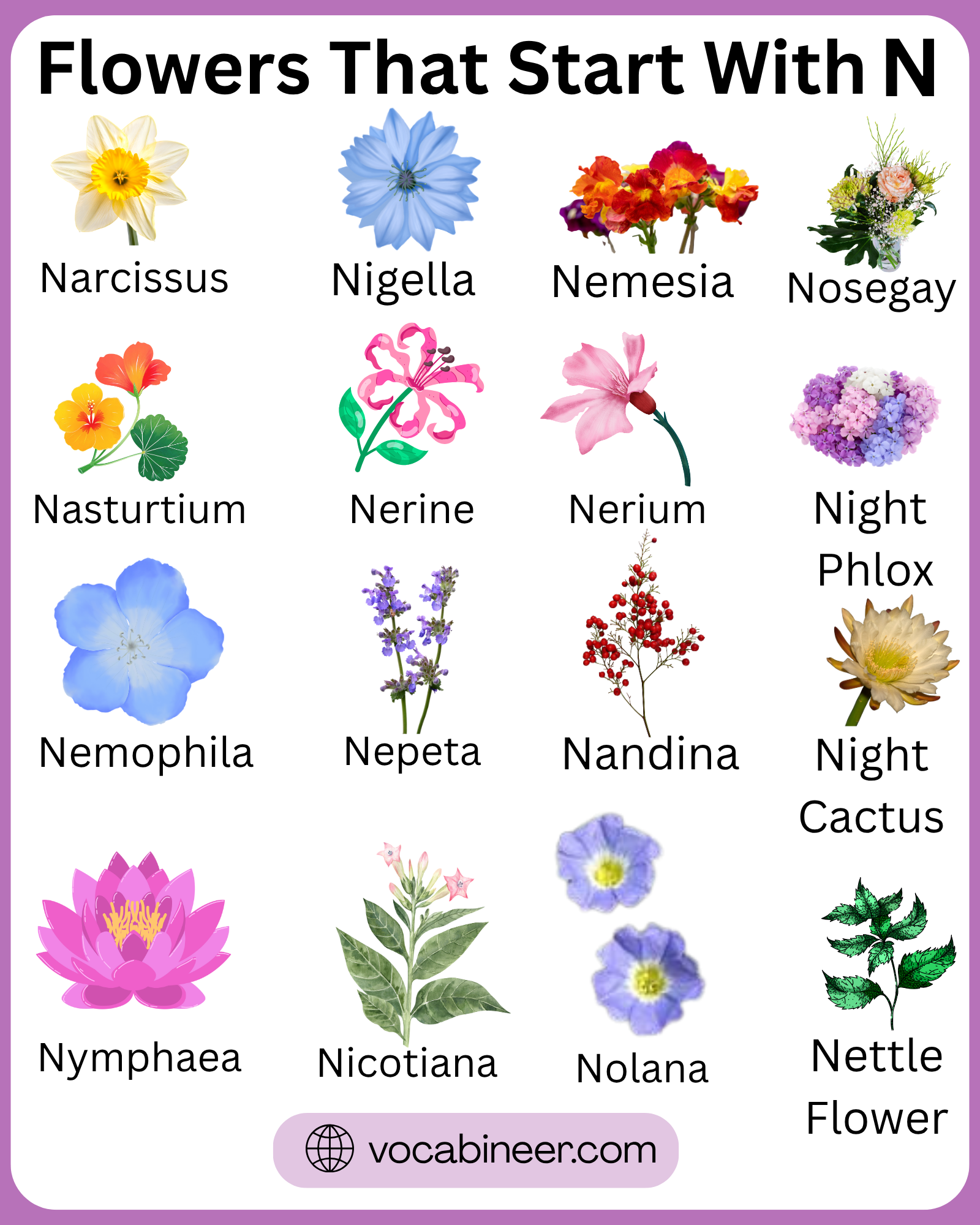 Flowers that start with N featuring unique flower names and pictures in a visual guide