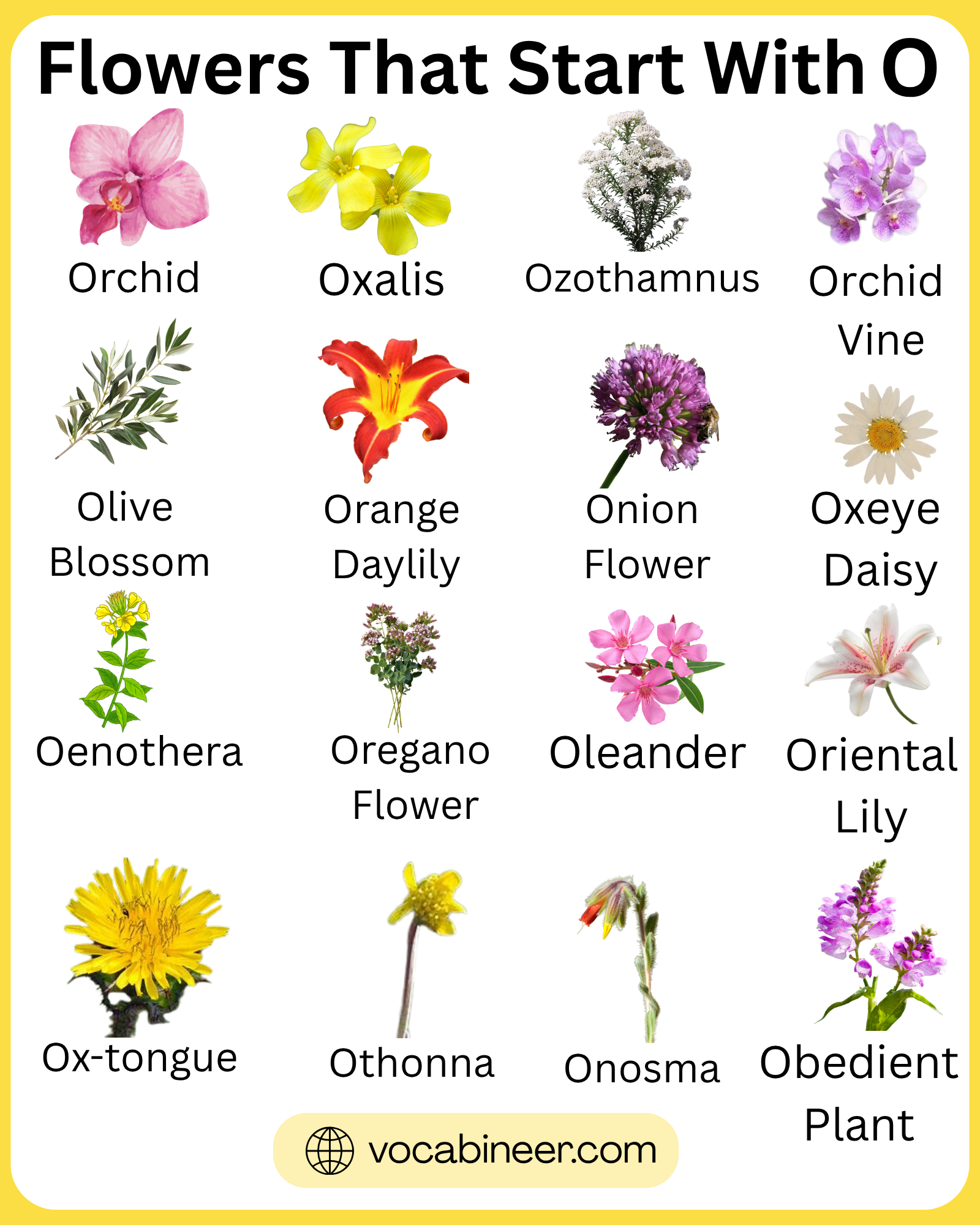 35 flowers that start with O featuring lovely flower names and pictures in a visual guide