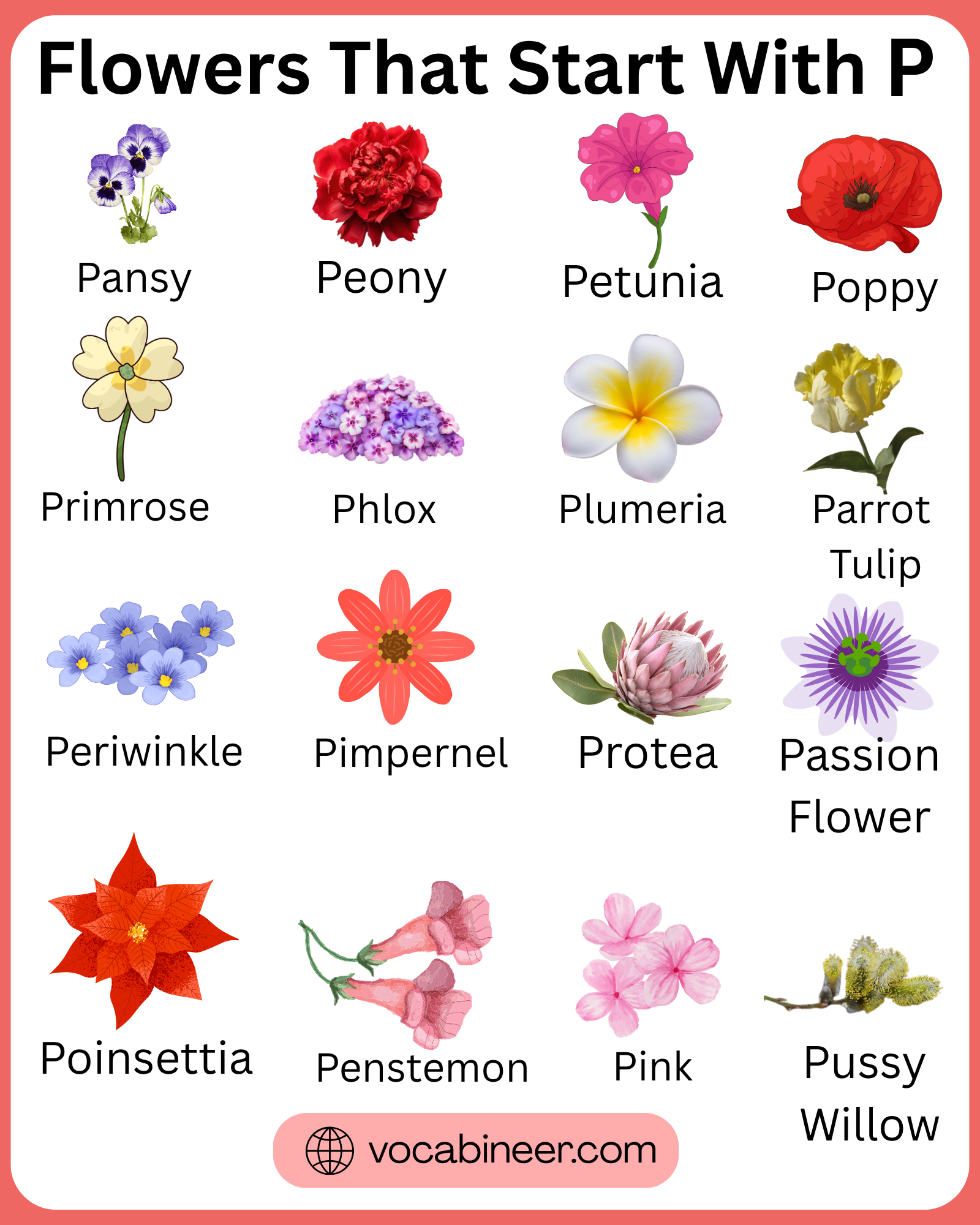 38 flowers that start with P featuring stunning flower names and pictures in a visual guide