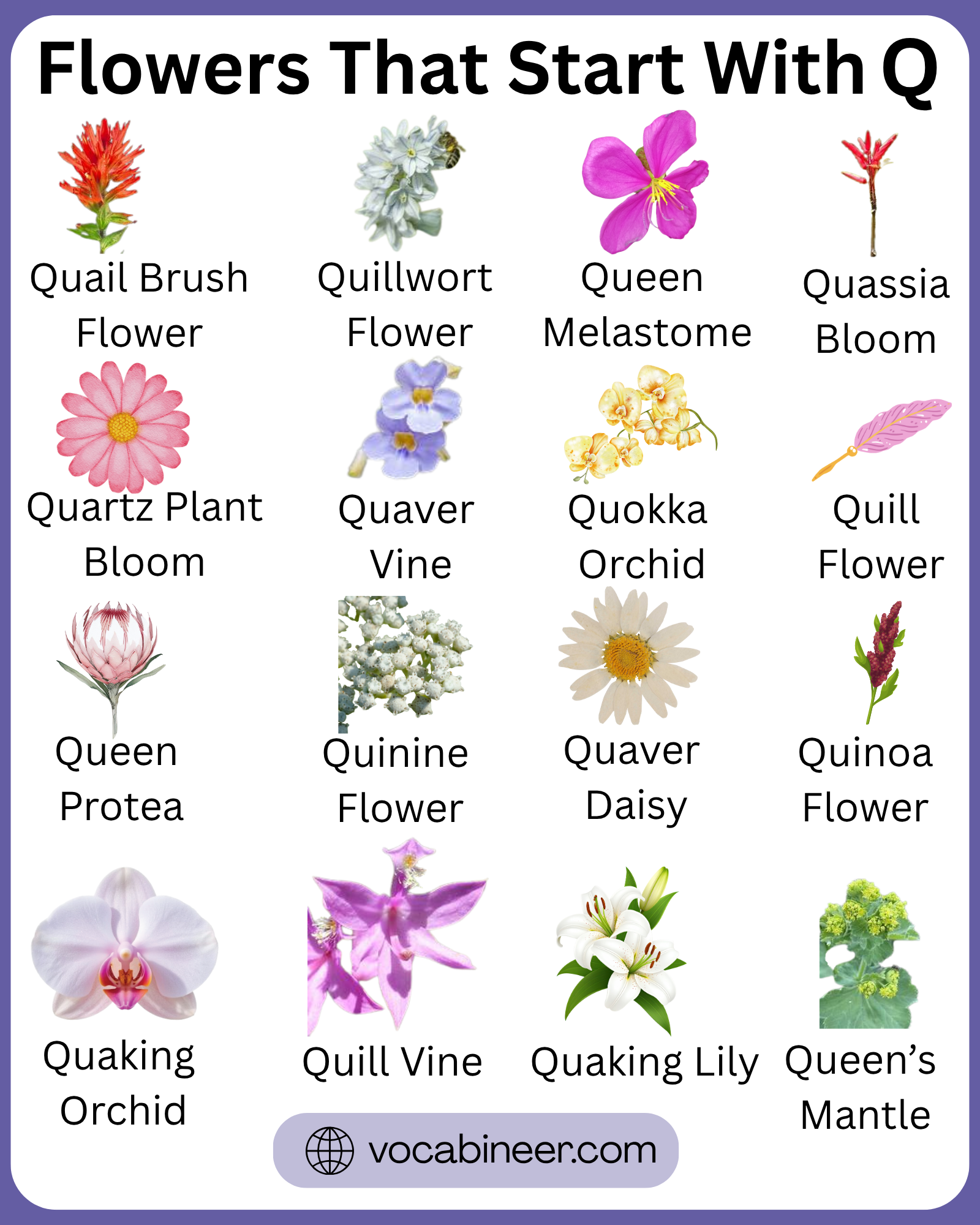 36 flowers that start with Q featuring beautiful flower names and pictures in a visual guide