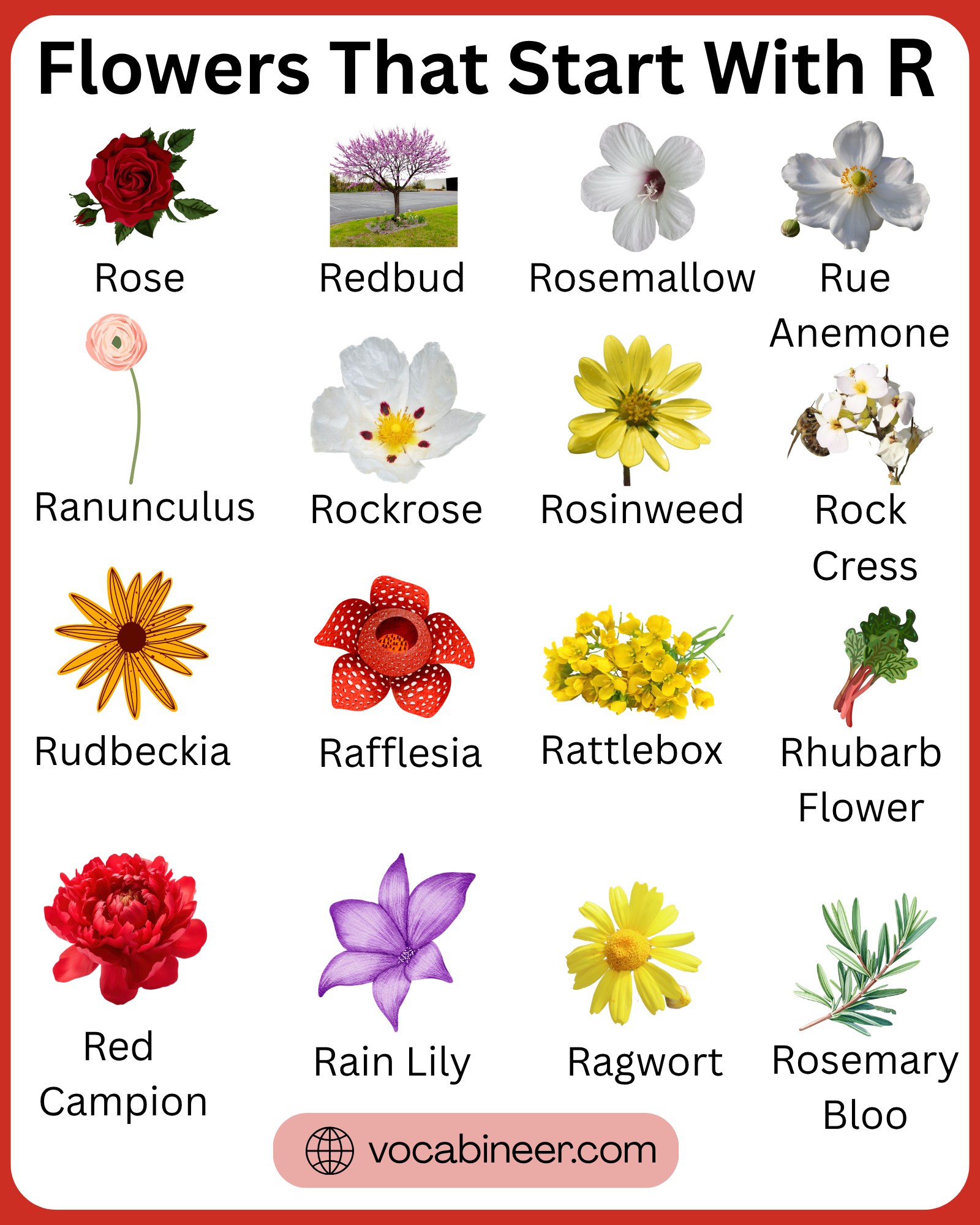 Flowers that start with R featuring popular names, list, and pictures in a visual guide