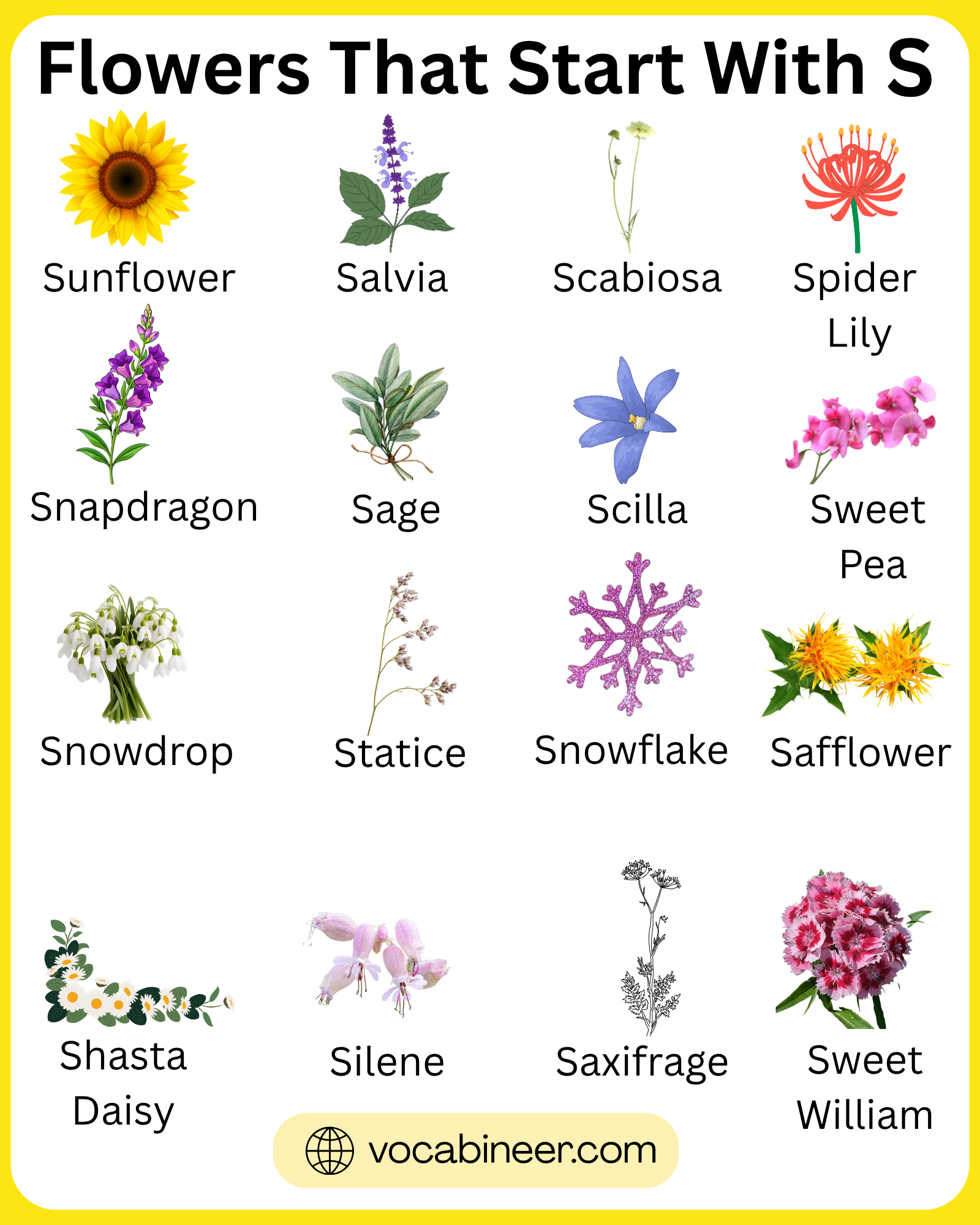 Flowers that start with S featuring 40+ unique flower names and pictures in a visual guide