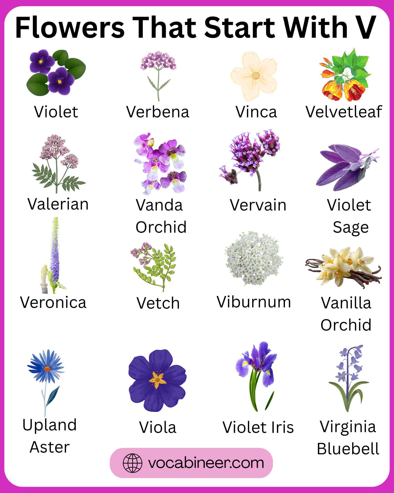 Flowers that start with V featuring 30+ beautiful flower names and pictures in a visual guide