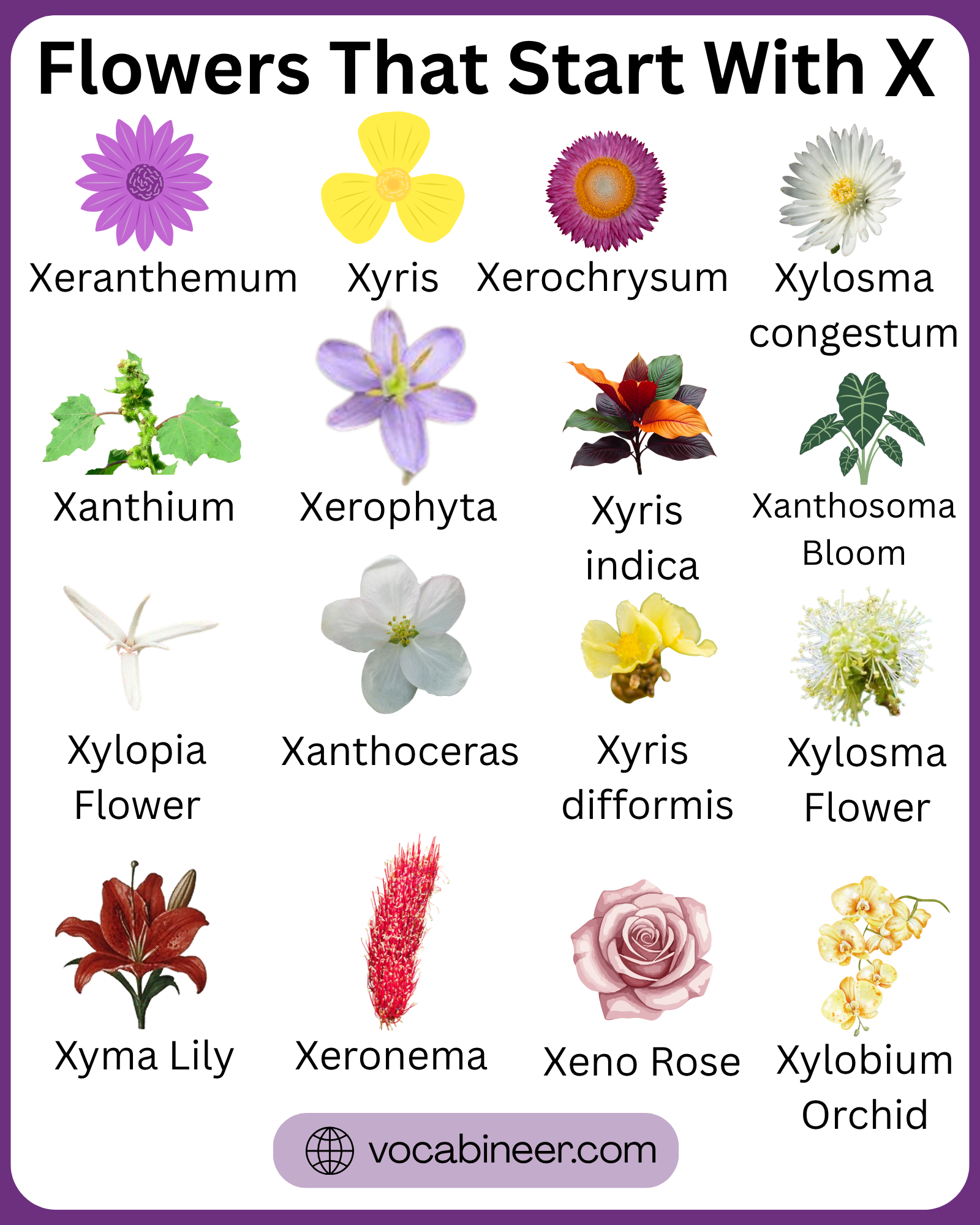 28 popular flowers that start with X with pictures in a visual guide