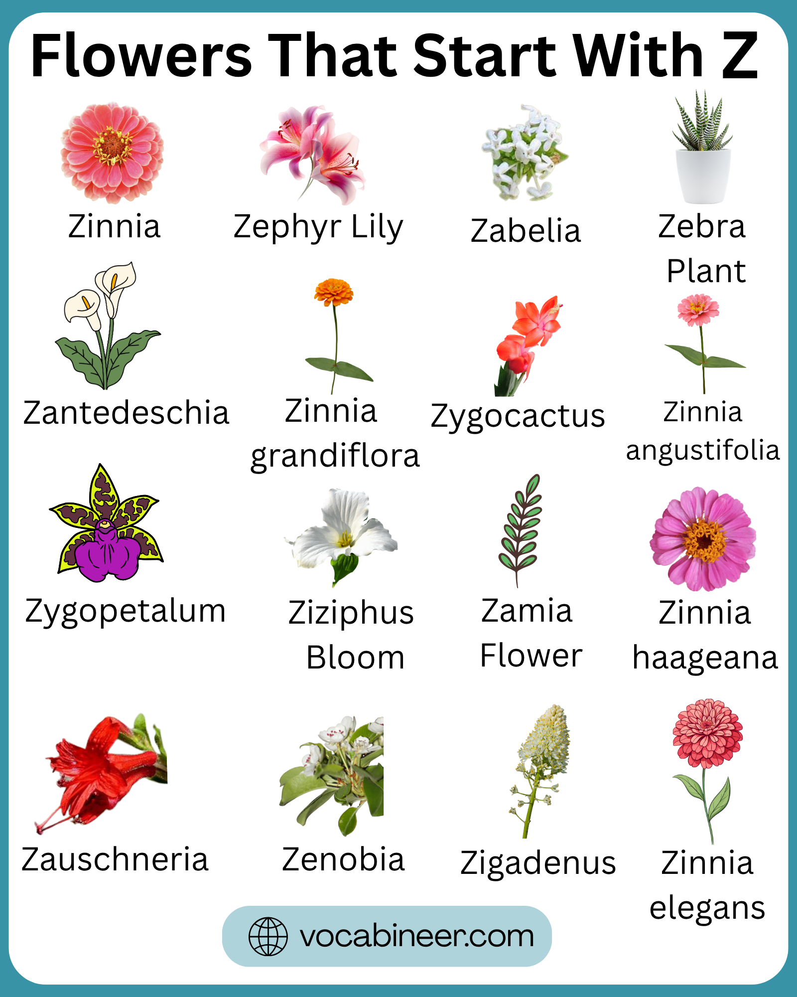 Flowers that start with Z featuring lovely flower names and pictures in a visual guide