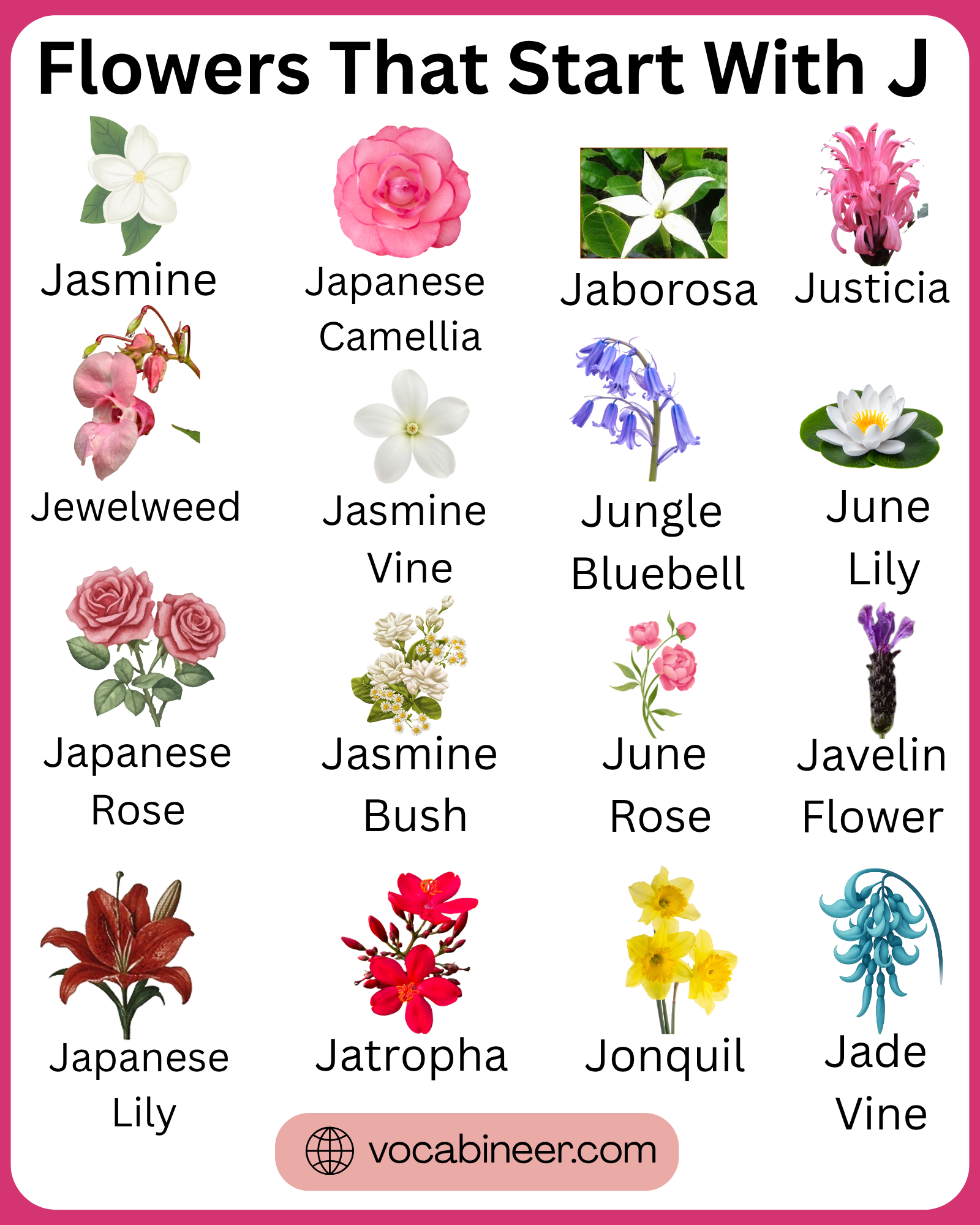 Flowers that begin with J with 40+ names to know in a clear visual flower guide