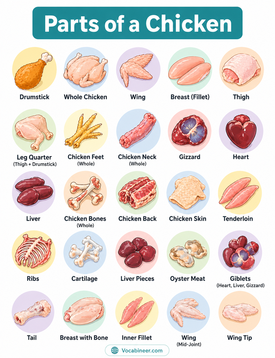 Parts of a chicken showing 30 chicken body parts with pictures, including comb, beak, wattles, wings, feathers, legs, claws, crop, and gizzard.