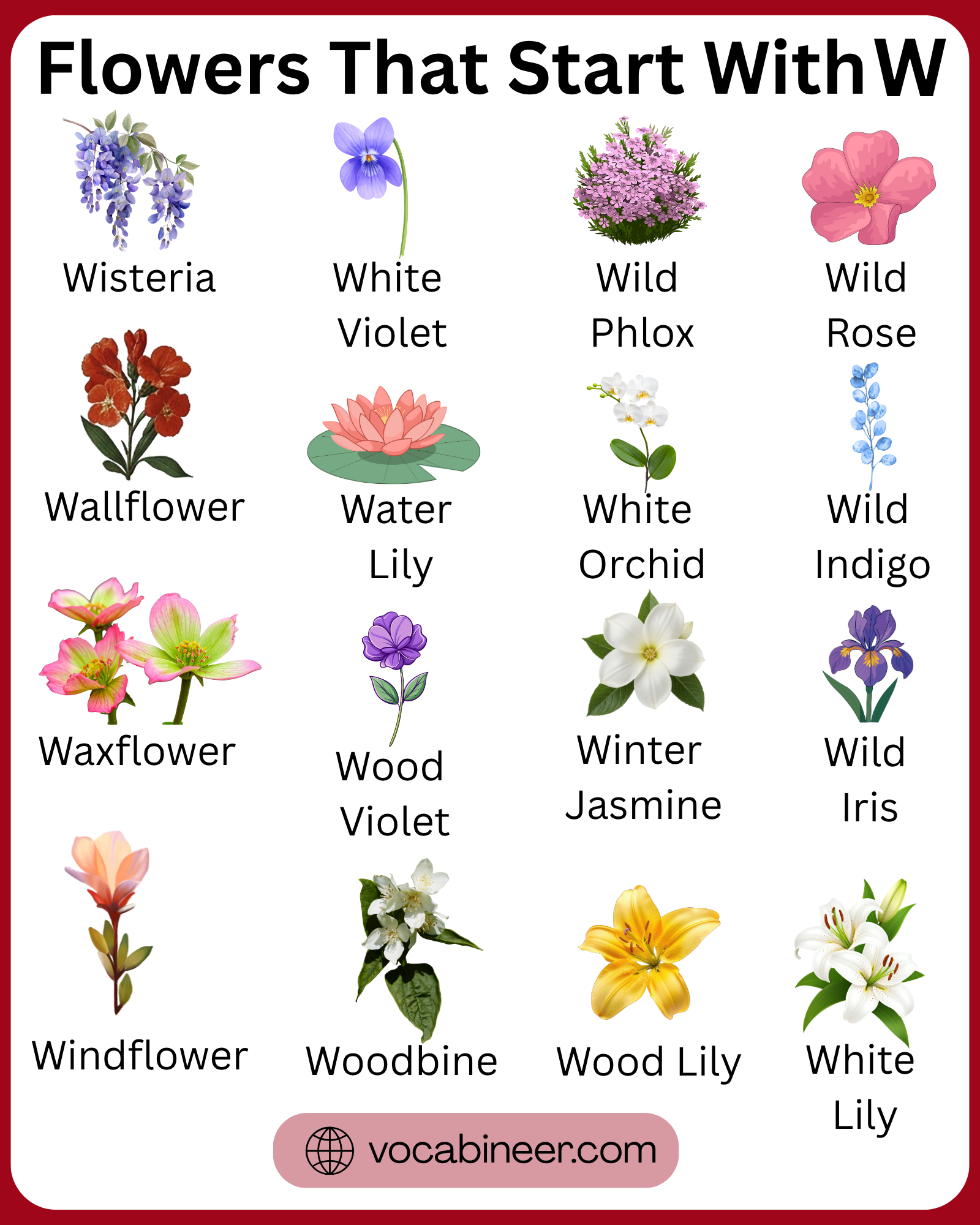 Popular flowers that start with W with pictures in a visual guide