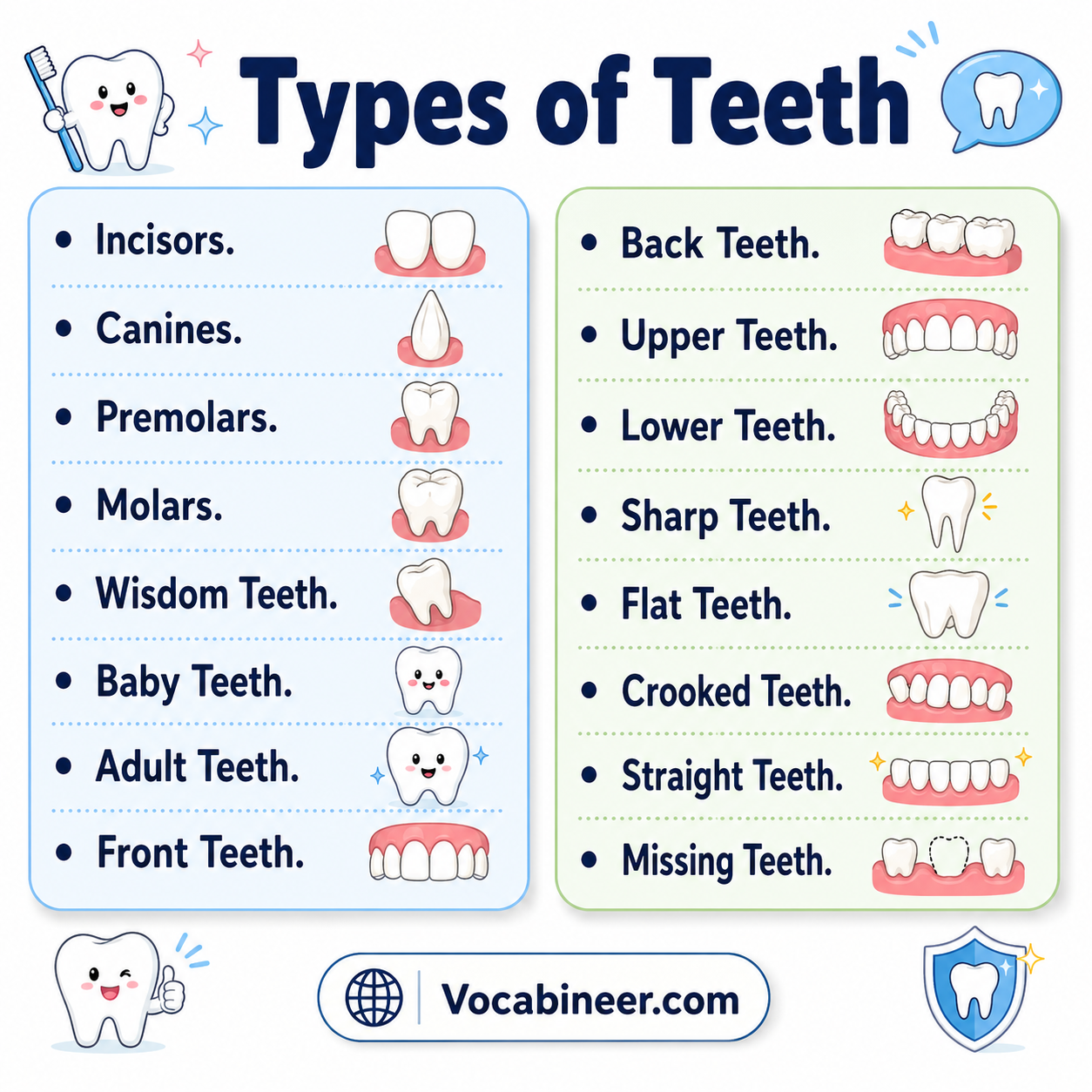 Types of teeth showing 27 teeth names with functions and pictures, including incisors, canines, premolars, molars, wisdom teeth, and baby teeth.